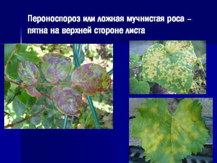 Пероноспороз или ложная мучнистая роса – пятна на верхней стороне листа 