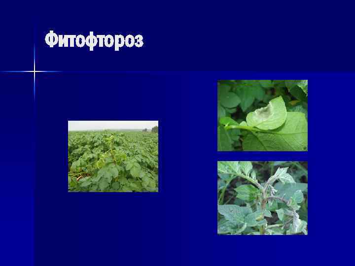 Фитофтороз 