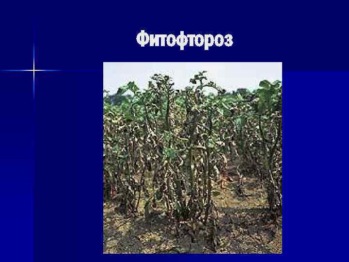 Фитофтороз 