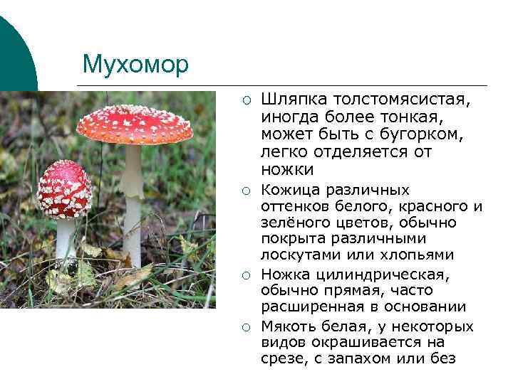 Мухомор ¡ ¡ Шляпка толстомясистая, иногда более тонкая, может быть с бугорком, легко отделяется