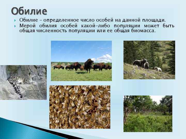 Обилие это. Обилие популяции это. Определенное число особей на данной площади:. Динамика биомассы популяции. Общее число особей популяции на определенной территории это.