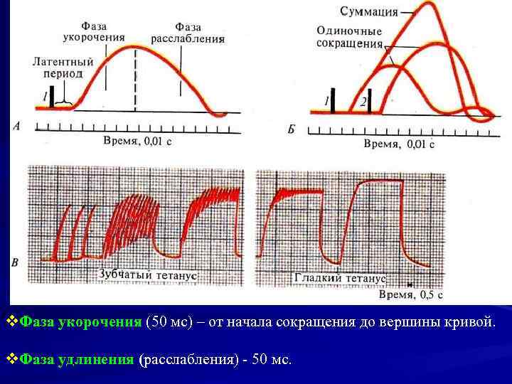 v. Фаза укорочения (50 мс) – от начала сокращения до вершины кривой. v. Фаза