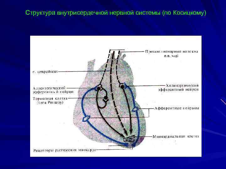 Структура внутрисердечной нервной системы (по Косицкому) 