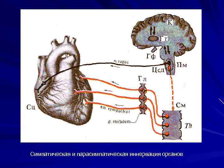 Симпатическая и парасимпатическая иннервация органов 