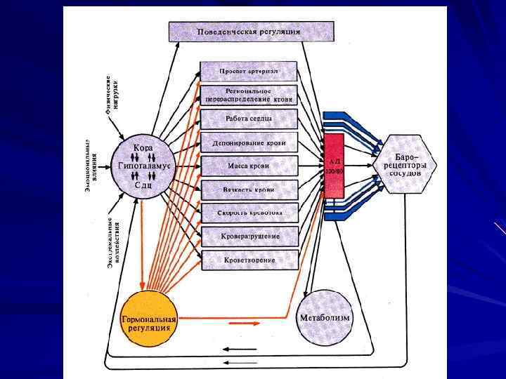 Структура регуляции. Функциональная система поддержания ОЦК крови. Схема функциональной системы регуляции ад. Схема функциональной системы регуляции артериального давления. Схема функциональной системы осмотического давления.