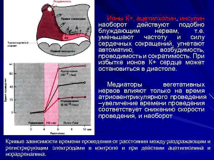 Ионы К+, ацетилхолин, инсулин наоборот действуют подобно блуждающим нервам, т. е. уменьшают частоту и