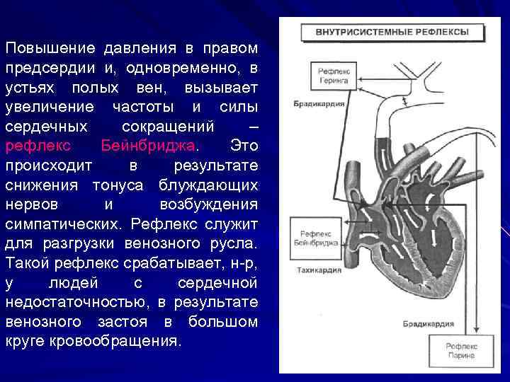 Схема рефлекса бейнбриджа