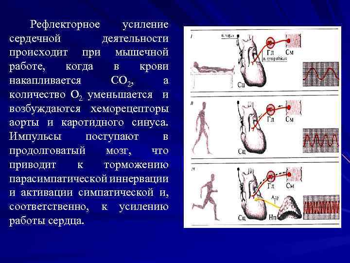 Рефлекторное усиление сердечной деятельности происходит при мышечной работе, когда в крови накапливается СО 2,