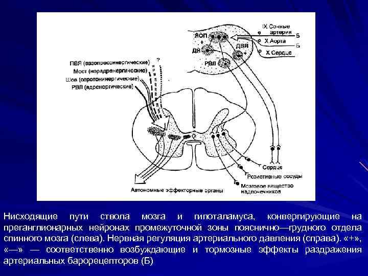 Нисходящие пути ствола мозга и гипоталамуса, конвергирующие на преганглионарных нейронах промежуточной зоны пояснично—грудного отдела