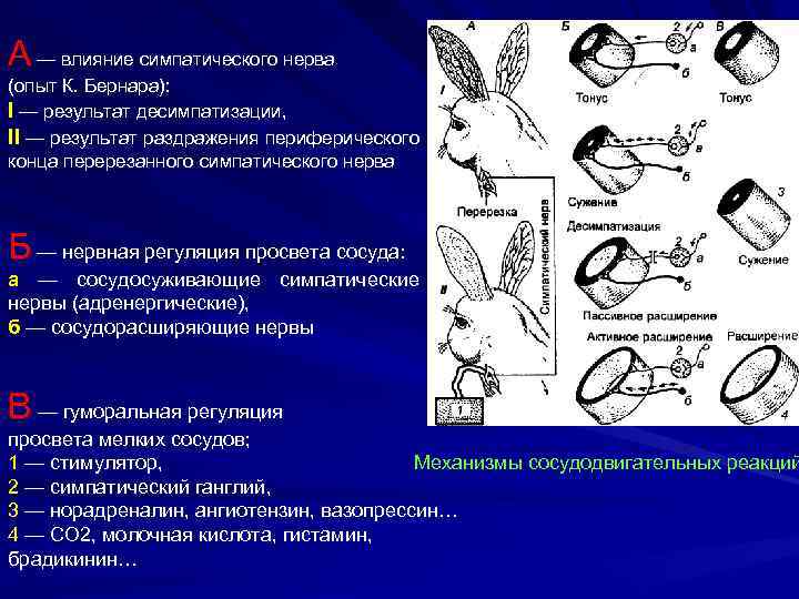 А — влияние симпатического нерва (опыт К. Бернара): I — результат десимпатизации, II —