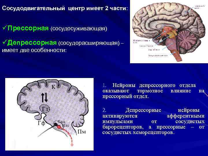 Продолговатый мозг нервные центры регуляции. Вазомоторный центр продолговатого мозга. Сосудодвигательный центр его структура и функции. Функции сосудодвигательного центра продолговатого мозга. Сосудисто двигательный центр продолговатого мозга.