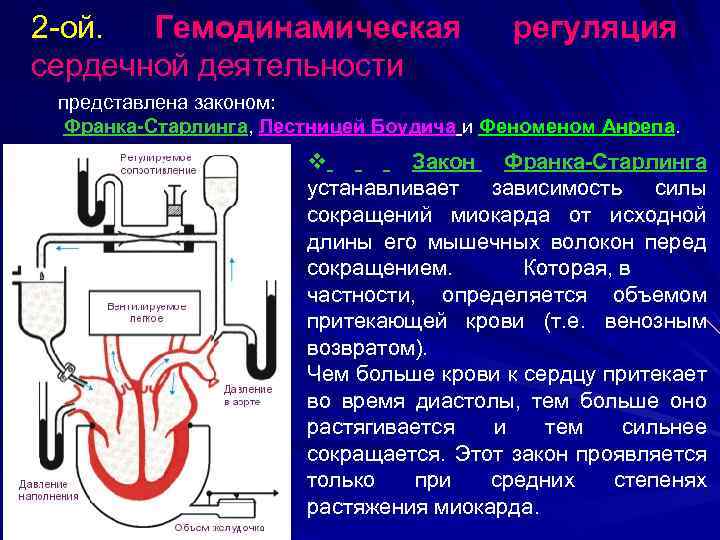 2 -ой. Гемодинамическая сердечной деятельности регуляция представлена законом: Франка-Старлинга, Лестницей Боудича и Феном Анрепа.