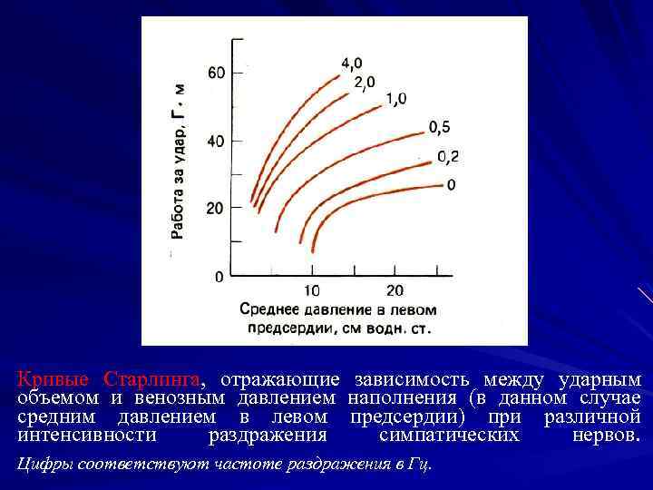 Кривые Старлинга, отражающие зависимость между ударным объемом и венозным давлением наполнения (в данном случае