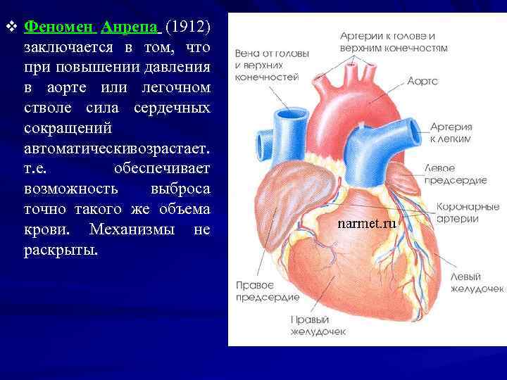 В основании легочного ствола и аорты имеются