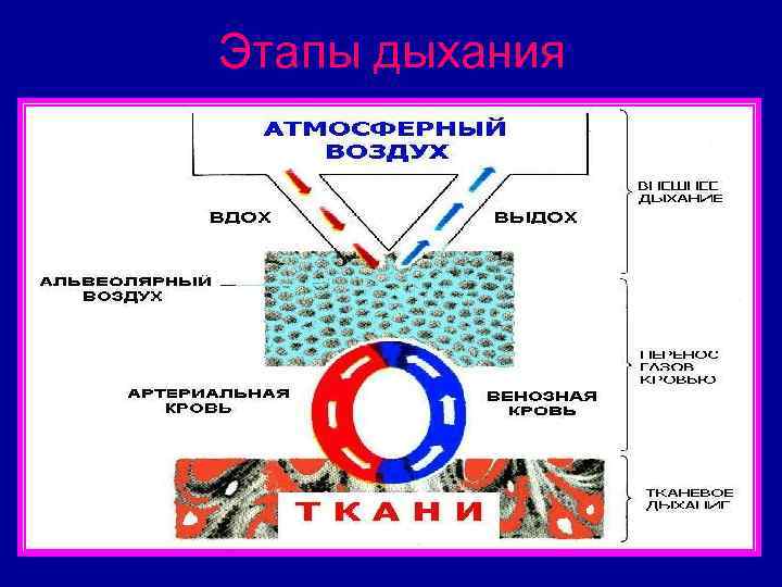 Этапы дыхания 