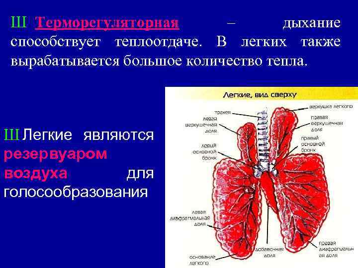 Ш Терморегуляторная – дыхание способствует теплоотдаче. В легких также вырабатывается большое количество тепла. Ш