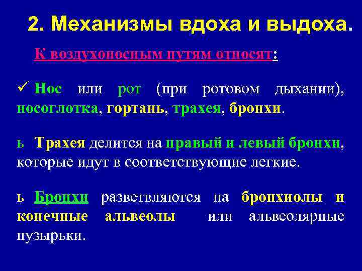 2. Механизмы вдоха и выдоха. К воздухоносным путям относят: ü Нос или рот (при