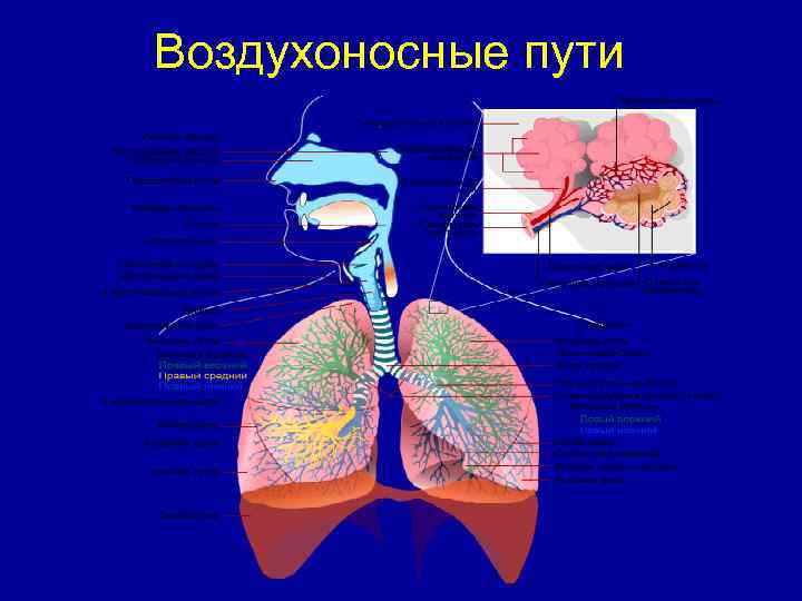 Воздухоносные пути включают