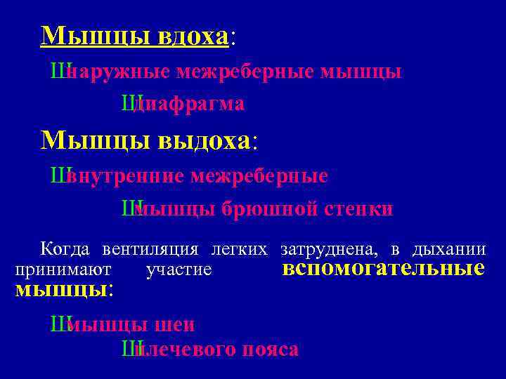 Мышцы вдоха: Ш наружные межреберные мышцы Ш диафрагма Мышцы выдоха: Ш внутренние межреберные Ш