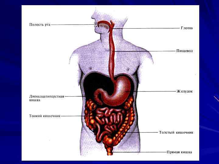 Глотка органы пищеварения