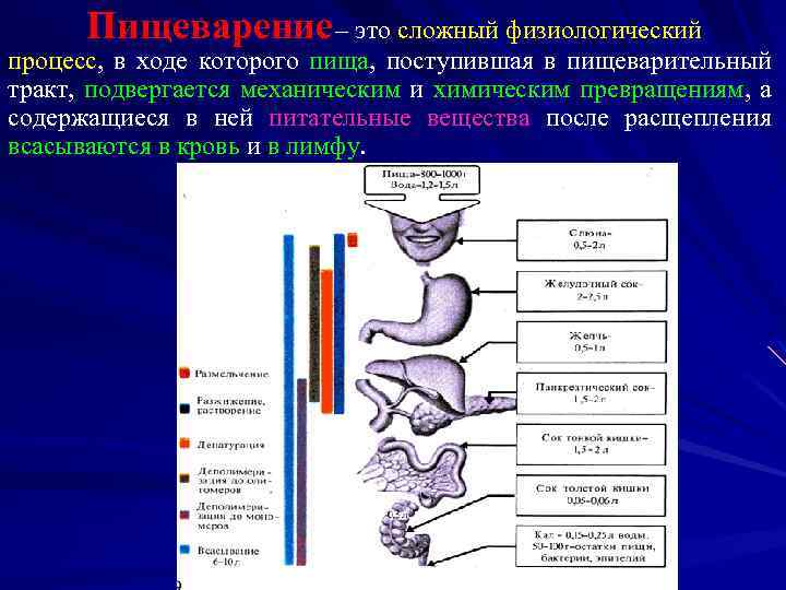 На рисунке представлена формула вещества в каком отделе пищеварительной системы человека всасывается