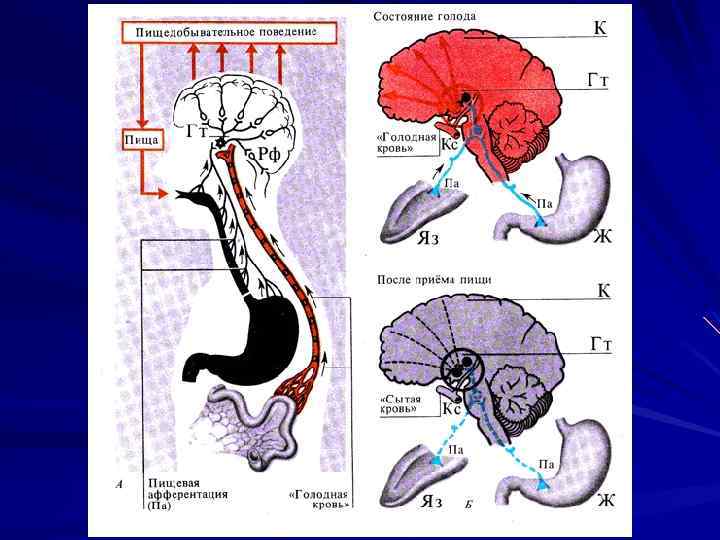 Схема регуляции пищевого поведения физиология