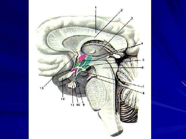 Серый бугор гипоталамуса. Гипофиз анатомия топография. Серый бугор – Tuber cinereum. Гипоталамус топография. Гипофиз Сагиттальный разрез.