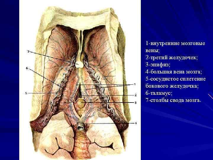 Железы На Половых Губах Фото