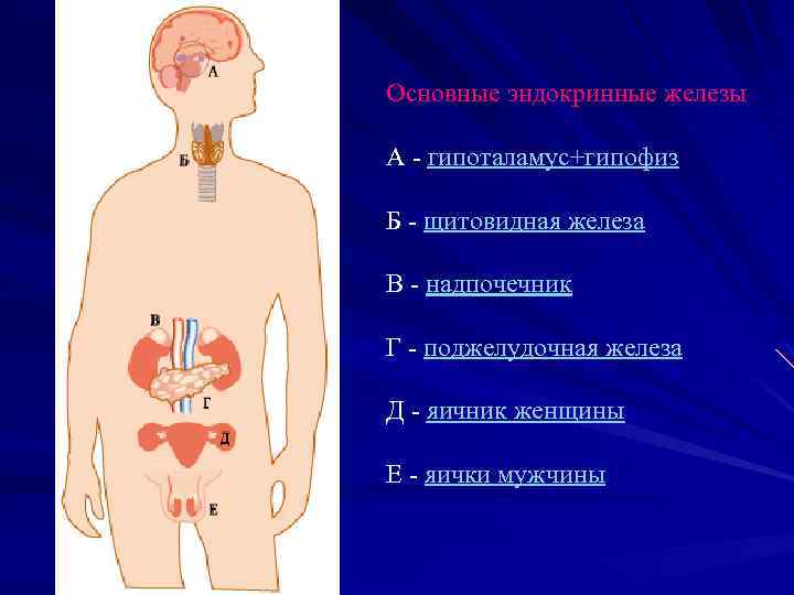 Основные эндокринные железы А - гипоталамус+гипофиз Б - щитовидная железа В - надпочечник Г