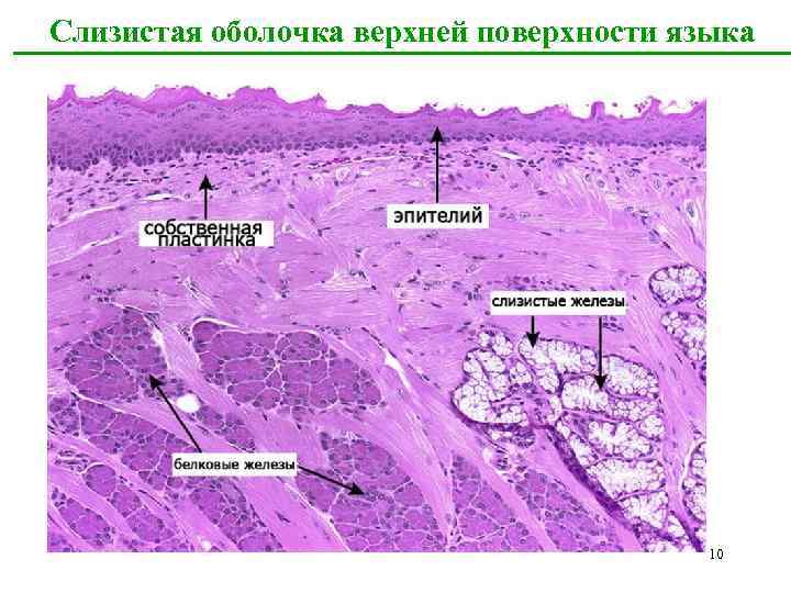 Слизистая оболочка верхней поверхности языка 10 