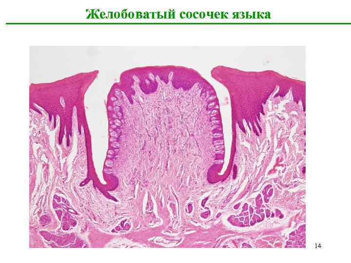 Желобоватый сосочек языка 14 