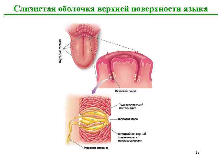 Поверхность слизистой. Слизистая оболочка языка. Строение слизистой оболочки языка. Функции слизистой оболочки пищеварительного тракта.