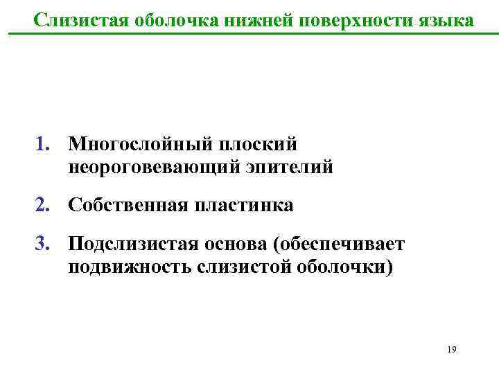 Слизистая оболочка нижней поверхности языка 1. Многослойный плоский неороговевающий эпителий 2. Собственная пластинка 3.