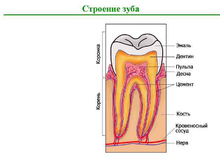 Какой цифрой на рисунке обозначен дентин