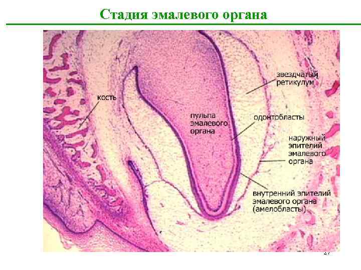 Стадия эмалевого органа 27 