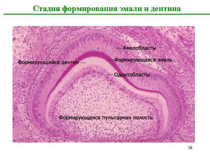 Стадия формирования эмали и дентина 28 