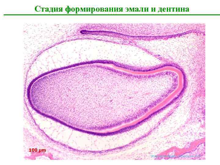 Стадия формирования эмали и дентина 29 