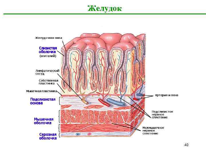 Желудок 40 