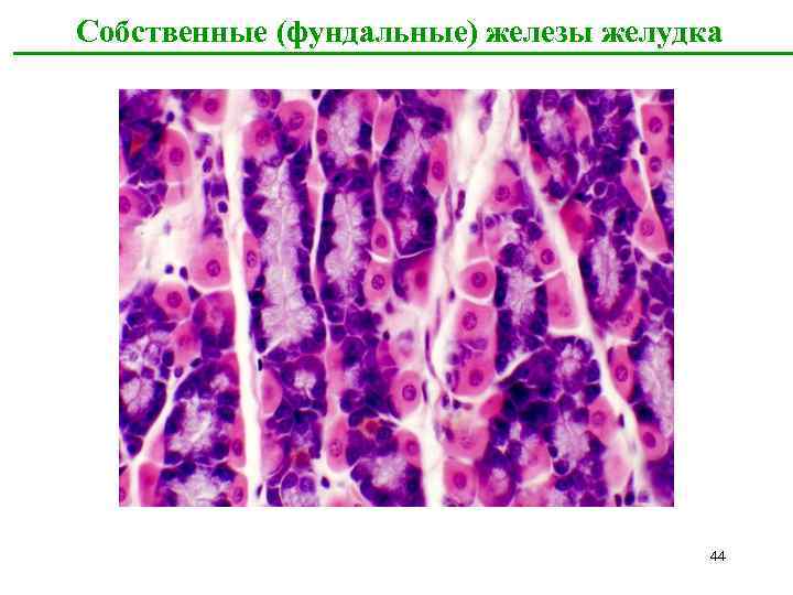 Собственные (фундальные) железы желудка 44 