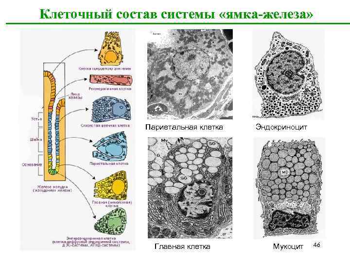 Главные клетки. Мукоцит строение. Мукоцит гистология. Добавочные клетки мукоциты. Мукоцит гистология схема.