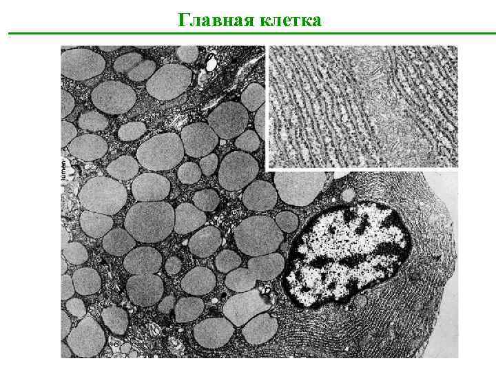 Главная клетка 47 