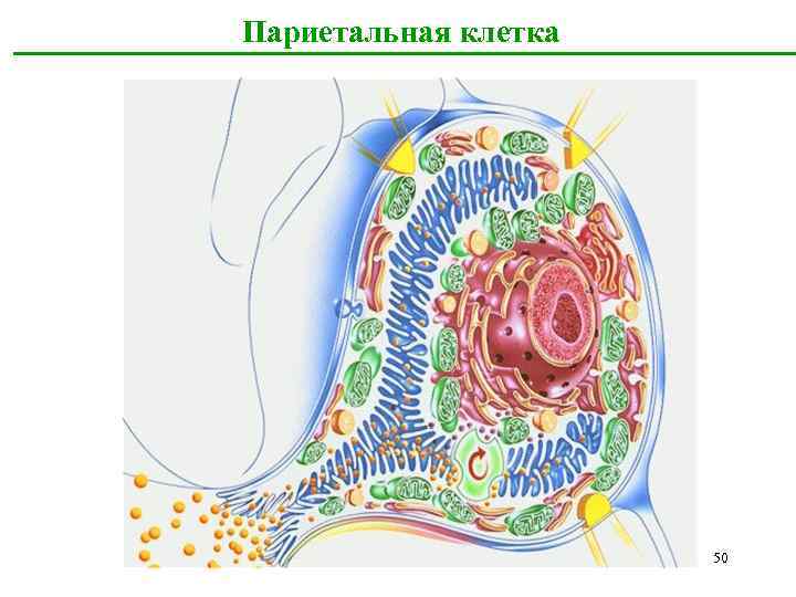 Париетальная клетка 50 