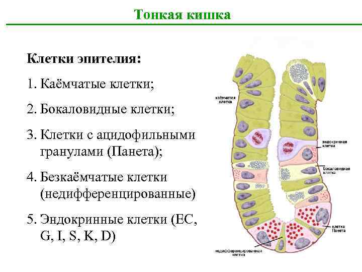 Тонкая кишка Клетки эпителия: 1. Каёмчатые клетки; 2. Бокаловидные клетки; 3. Клетки с ацидофильными