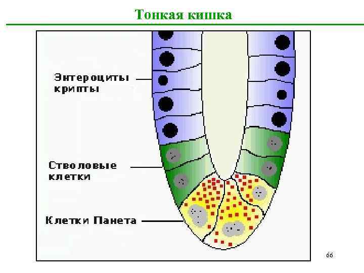 Тонкая кишка 66 