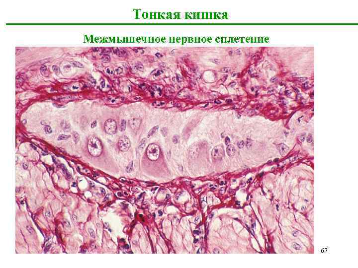 Тонкая кишка Межмышечное нервное сплетение 67 