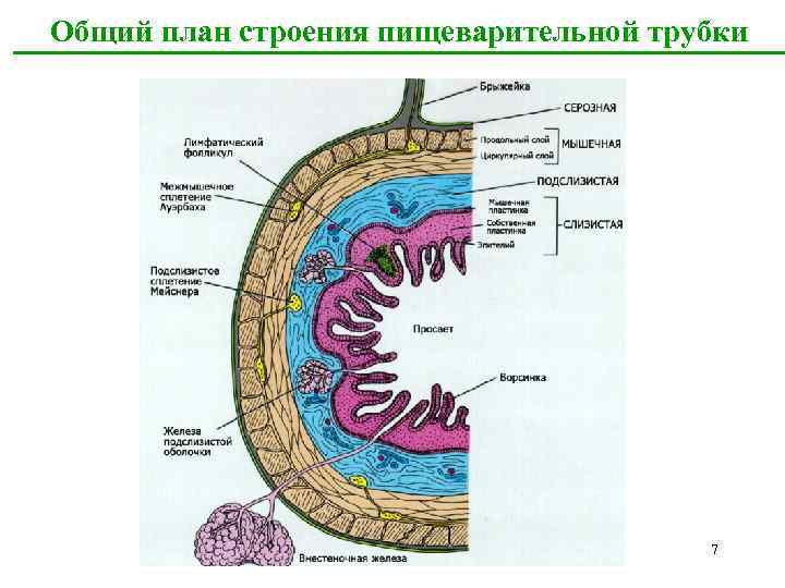 Общий план строения пищеварительной трубки