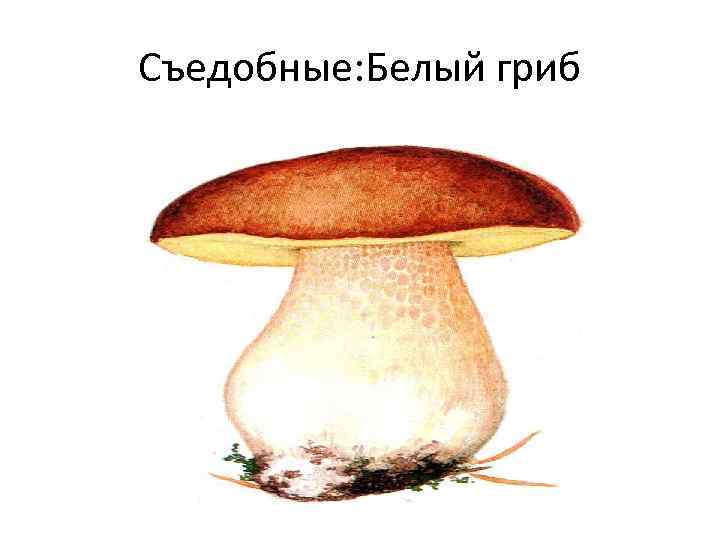Съедобные: Белый гриб 