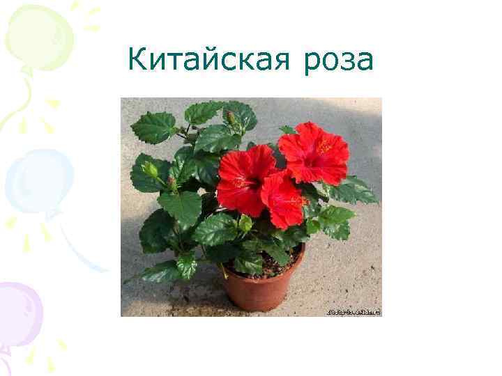 Китайская роза 