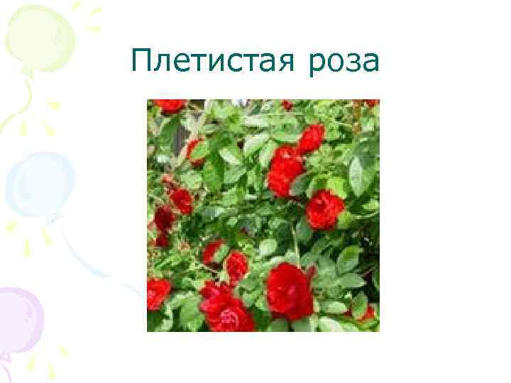 Плетистая роза 