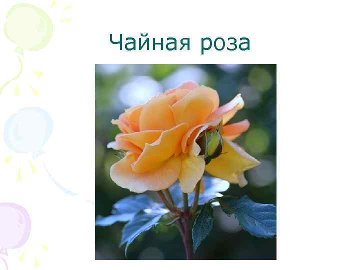 Чайная роза 